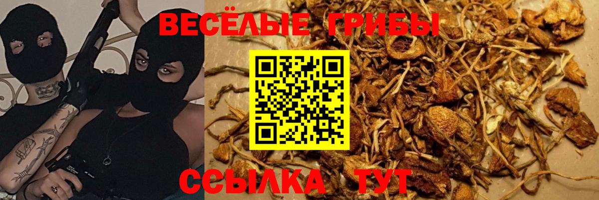 Черногорск  Галлюциногенные грибы Cubensis  Вход с VPN 